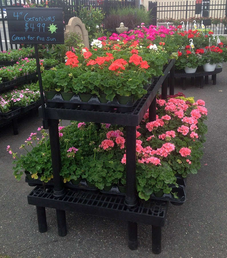 plants on plastic display tables at a nursery